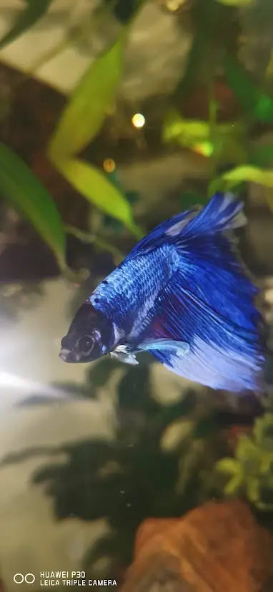 My departed purple/blue betta Captain nemo