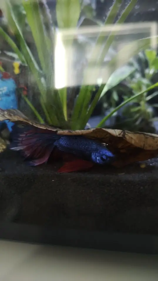 Blue and purple Siamese Betta fish my late Nemix