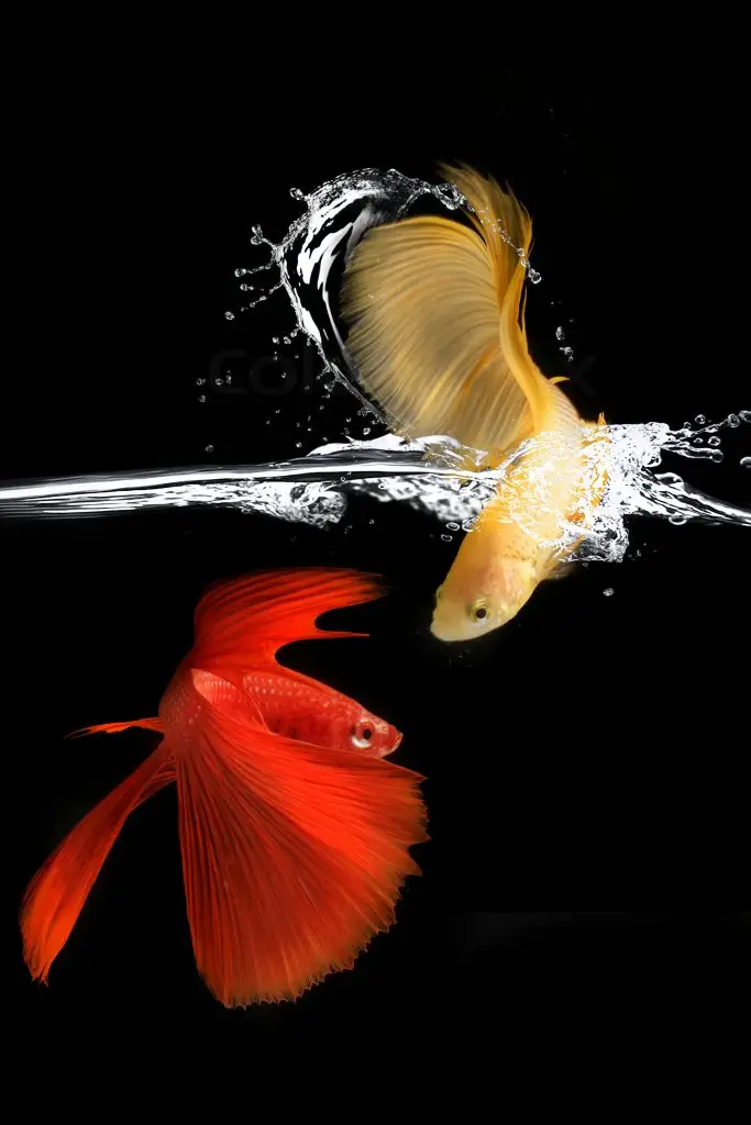 2 male Betta fish together in a image with a black background