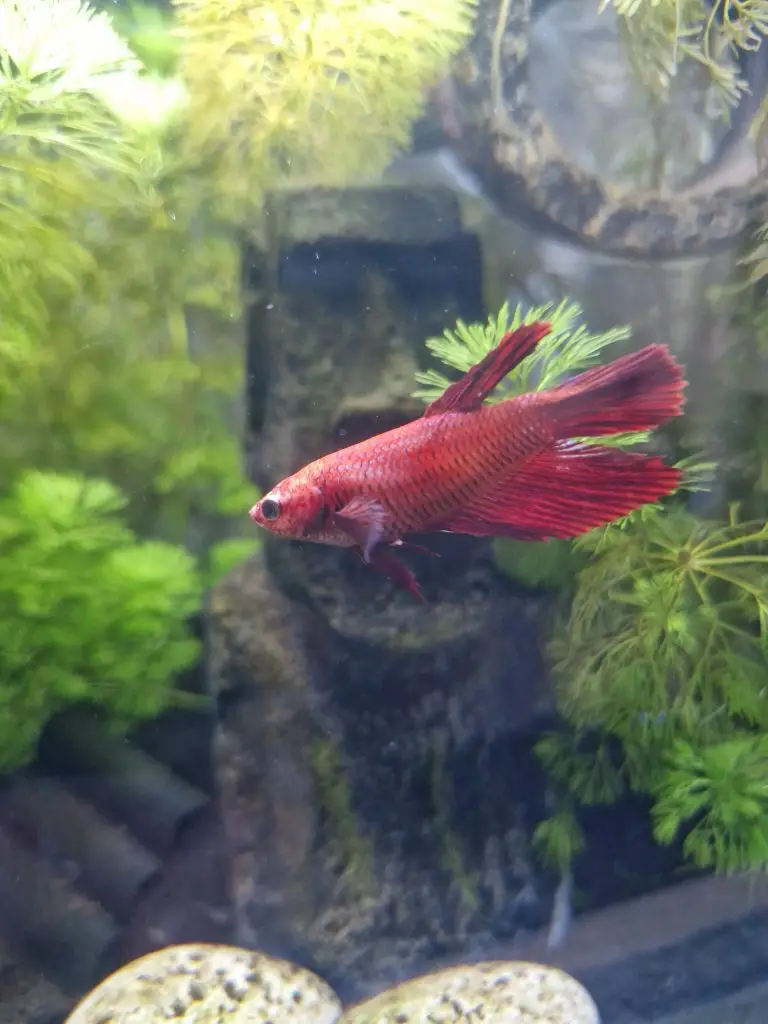 A vibrant red fish swimming gracefully in a clear aquarium filled with water and aquatic plants. Her name is chloe