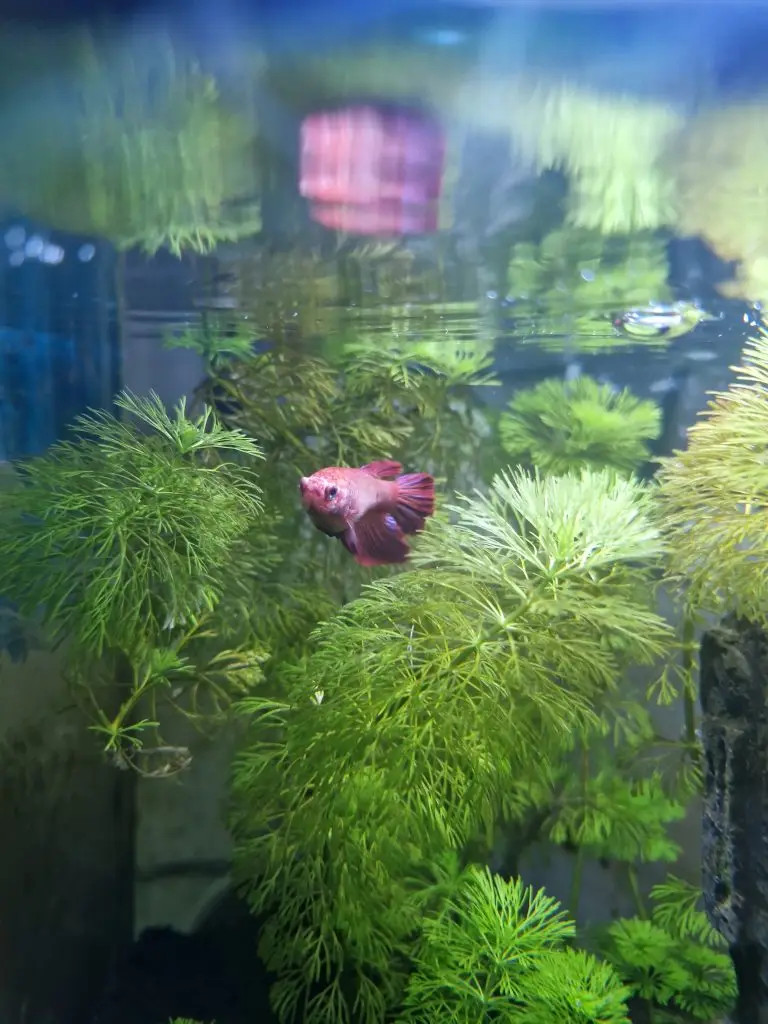 A bright red fish is seen in a tank, accompanied by flourishing green plants for a natural habitat.